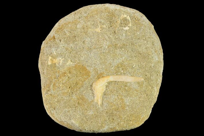 Fossil Fish (Enchodus) Fang in Rock - Morocco #134196